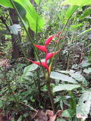 Heliconia stricta