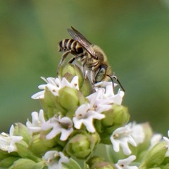 Eutricharaea
