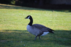 Branta canadensis moffitti