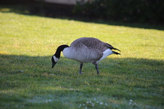 Branta canadensis moffitti