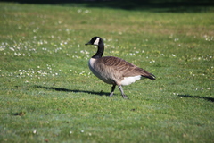 Branta canadensis moffitti