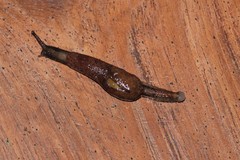 Parmarion