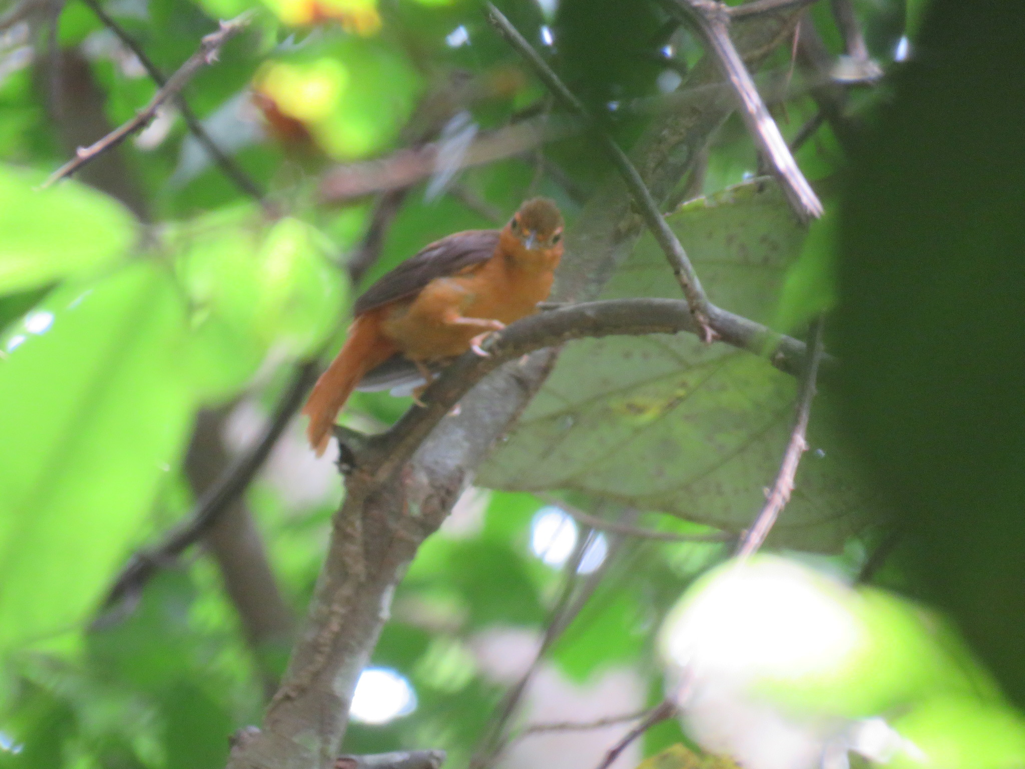 Cinnamon-rumped Foliage-gleaner (Philydor pyrrhodes), photo 1
