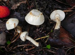 Chamaemyces fracidus