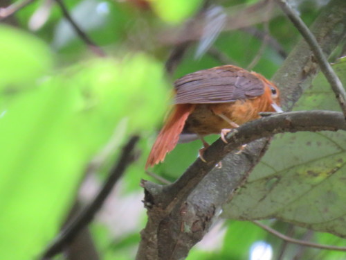 Cinnamon-rumped Foliage-gleaner (Philydor pyrrhodes), photo 2