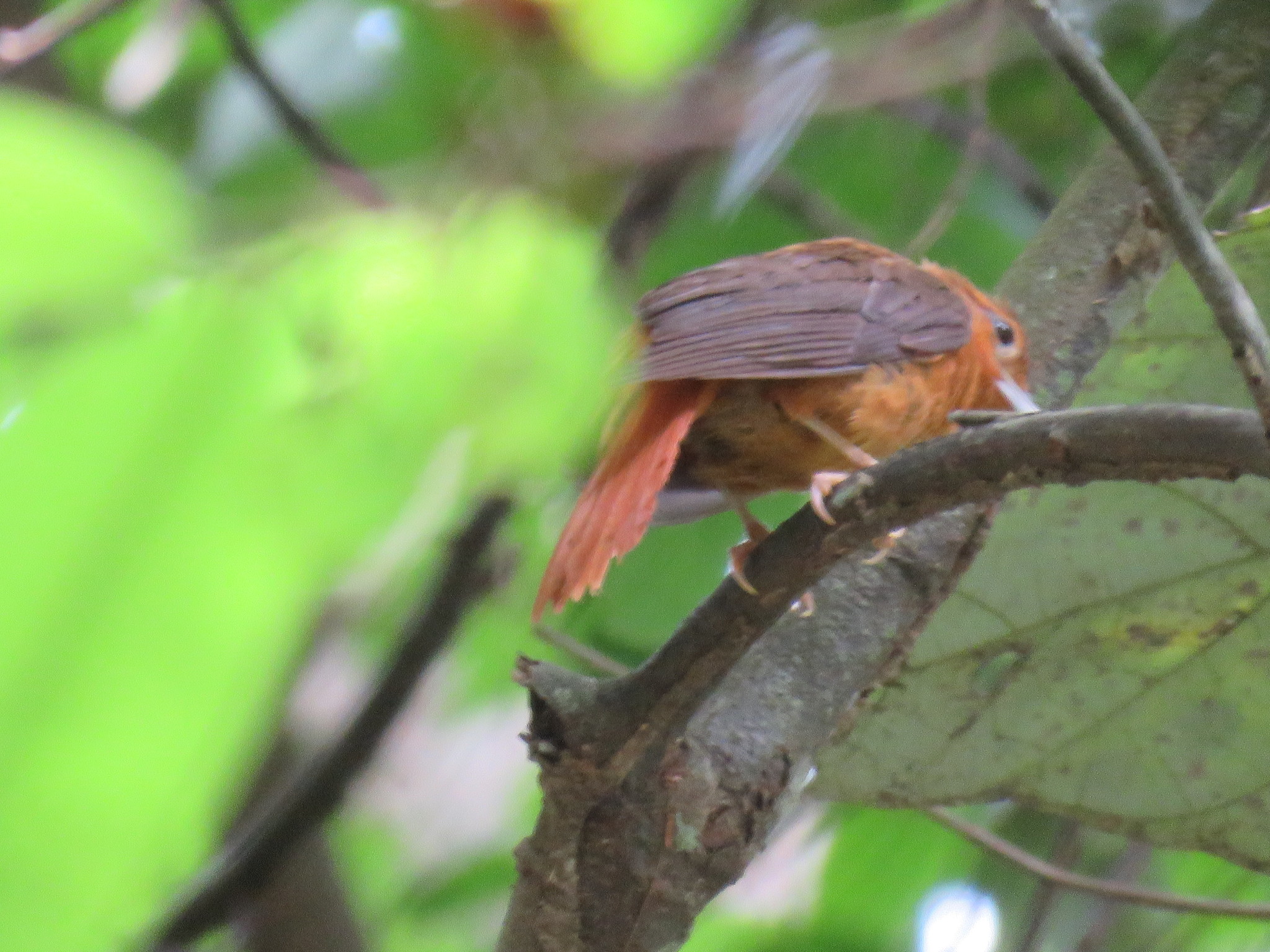 Cinnamon-rumped Foliage-gleaner (Philydor pyrrhodes), photo 2
