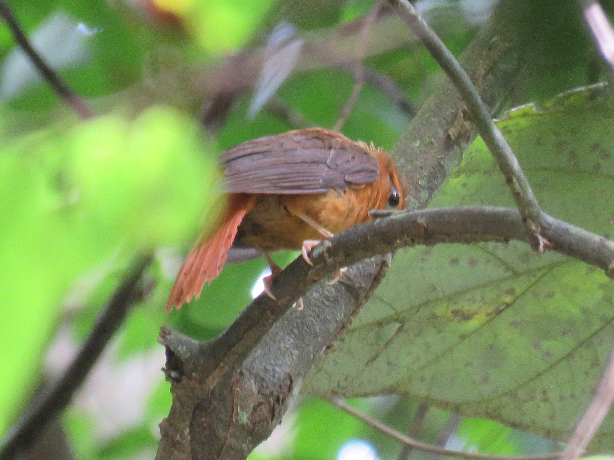 Cinnamon-rumped Foliage-gleaner (Philydor pyrrhodes), photo 3
