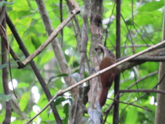 Xiphorhynchus guttatus