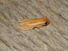 Dendropsophus nanus