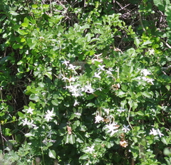 Jasminum angulare