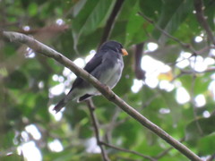 Sporophila schistacea