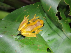 Dendropsophus arndti