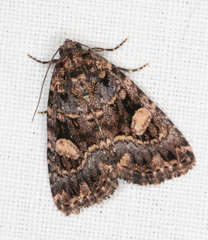 Condica macrosema