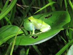 Sphaenorhynchus lacteus