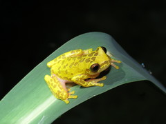 Dendropsophus arndti