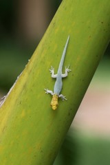 Lygodactylus picturatus