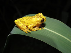 Dendropsophus arndti