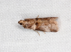 Conobathra hemichlaena