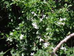 Jasminum angulare