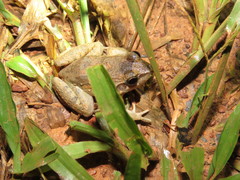 Leptodactylus leptodactyloides