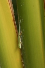 Phelsuma dubia