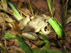 Leptodactylus leptodactyloides