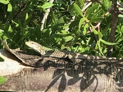 Podarcis siculus