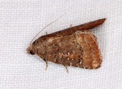 Amyna natalis