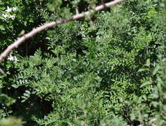 Clausena anisata