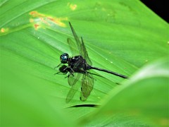 Pornothemis starrei