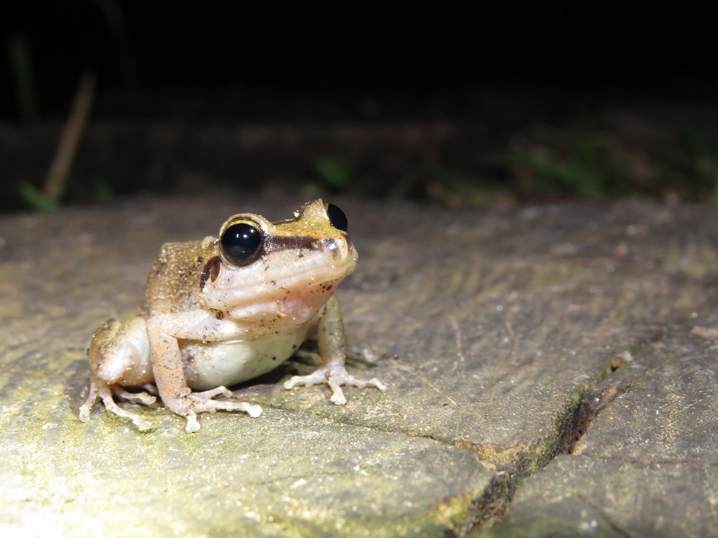Rio Mamore Robber Frog