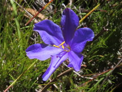 Aristea glauca