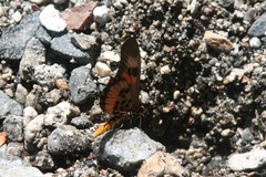 Acraea perenna