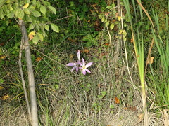 Colchicum autumnale