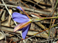 Aristea glauca