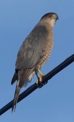 Accipiter cooperii