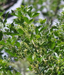 Allophylus decipiens