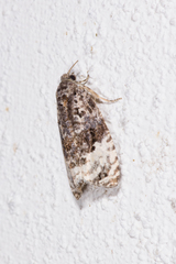 Apotomis betuletana