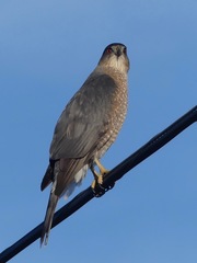 Accipiter cooperii