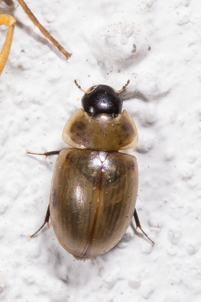 Enochrus