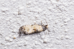 Neocochylis dubitana