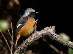 Phoenicurus auroreus