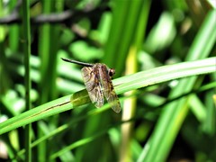 Rhyothemis obsolescens