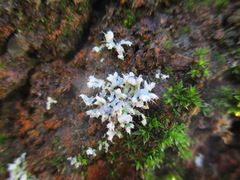 Physcia adscendens