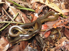 Xenelaphis hexagonotus