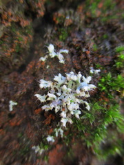 Physcia adscendens