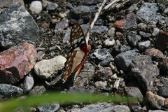 Graphium angolanus angolanus