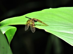 Rhyothemis obsolescens