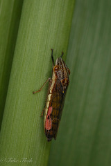 Phera lacerta