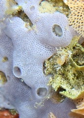 Lissoclinum perforatum